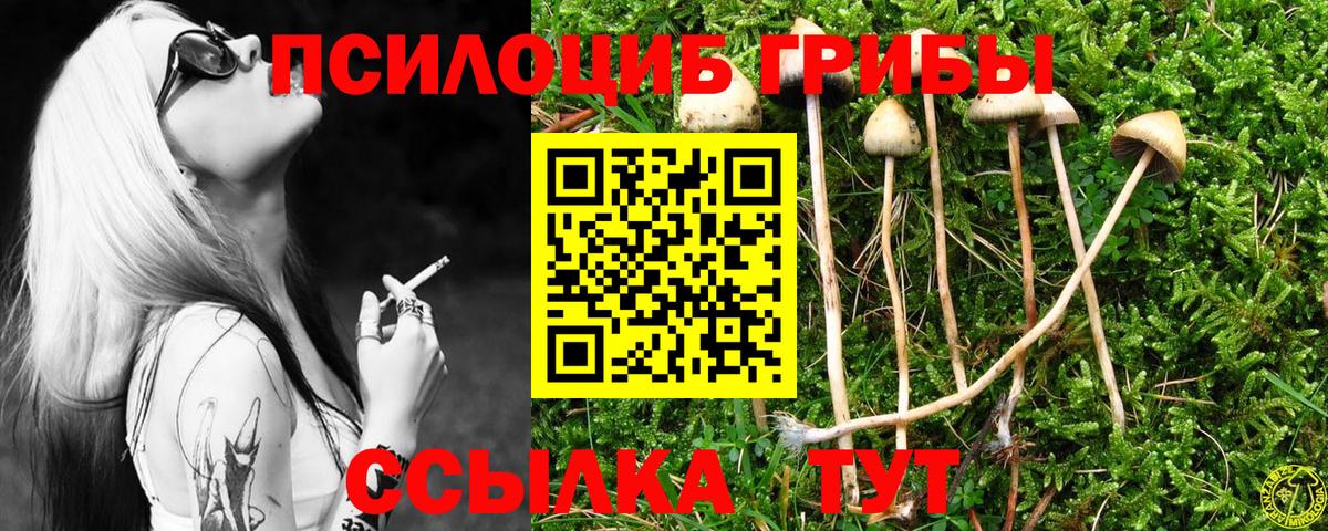 Псилоцибиновые грибы Psilocybine cubensis Михайловск